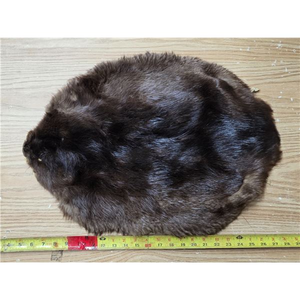 Beaver pelt- 24"L