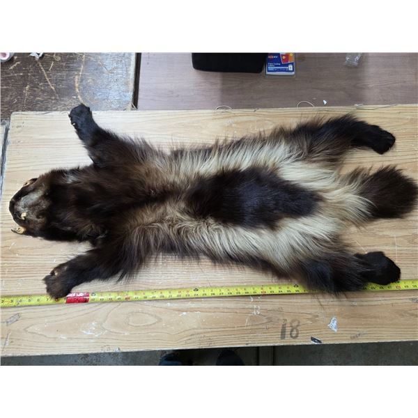 Wolverine pelt- 48"L