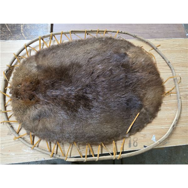 Hudson bay beaver pelt- Authentic