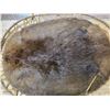 Image 2 : Hudson bay beaver pelt- Authentic