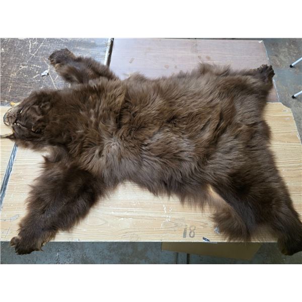 Brown bear pelt- 60"L