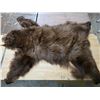 Image 1 : Brown bear pelt- 60"L