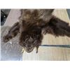 Image 2 : Brown bear pelt- 60"L