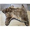 Image 1 : Bear skin rug- 50"L