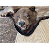 Image 2 : Bear skin rug- 50"L