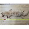 Image 1 : Animal pelt with added eyes and ribbons- 40"L