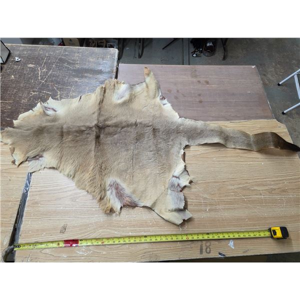 Animal hide pelt- 70"L