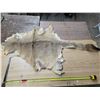 Image 1 : Animal hide pelt- 70"L