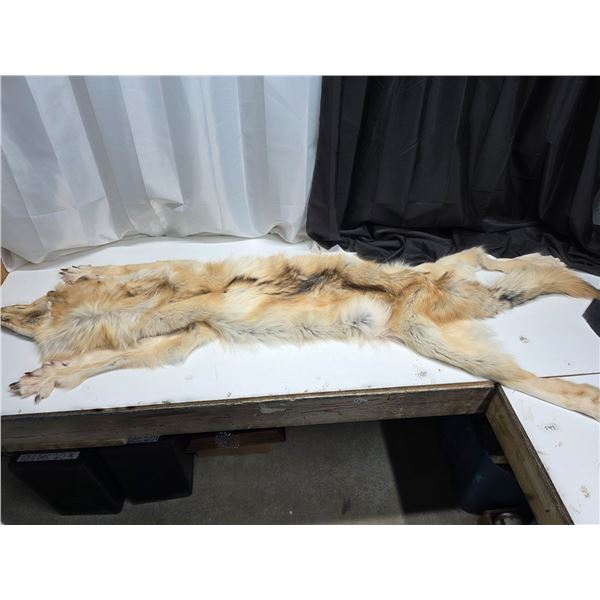 Arctic wolf pelt- 65"L