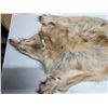 Image 2 : Arctic wolf pelt- 65"L