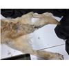 Image 3 : Arctic wolf pelt- 65"L