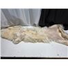 Image 5 : Arctic wolf pelt- 65"L