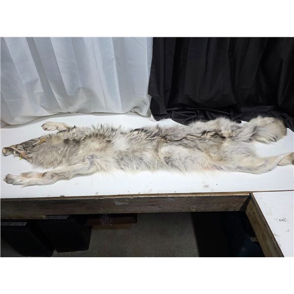 Arctic blue grey wolf pelt- 70"L
