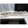 Image 1 : Arctic blue grey wolf pelt- 70"L