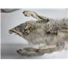 Image 2 : Arctic blue grey wolf pelt- 70"L