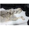 Image 3 : Arctic blue grey wolf pelt- 70"L