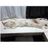 Image 4 : Arctic blue grey wolf pelt- 70"L