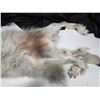 Image 5 : Arctic blue grey wolf pelt- 70"L