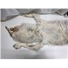 Image 6 : Arctic blue grey wolf pelt- 70"L