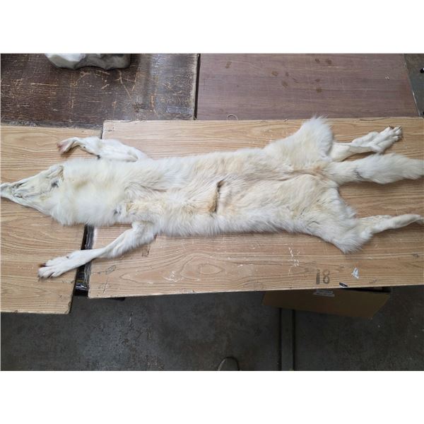 Arctic wolf pelt- 70"L