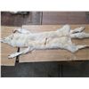 Image 1 : Arctic wolf pelt- 70"L