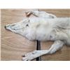 Image 2 : Arctic wolf pelt- 70"L