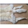 Image 3 : Arctic wolf pelt- 70"L