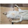 Image 4 : Arctic wolf pelt- 70"L