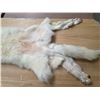 Image 5 : Arctic wolf pelt- 70"L