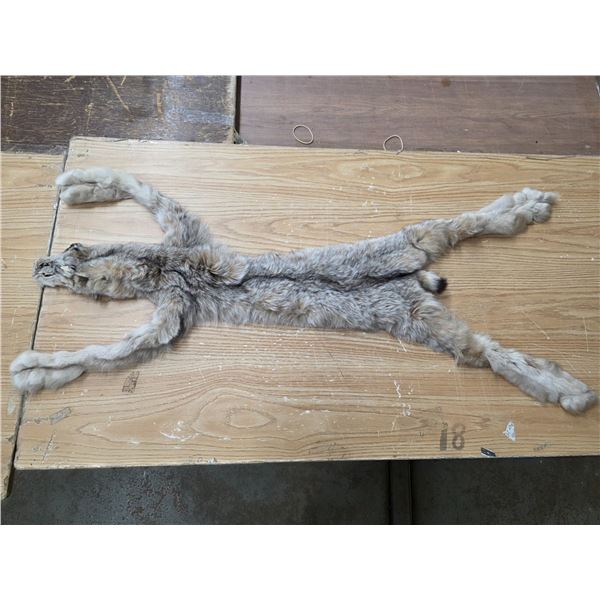 Lynx/bob cat pelt- 36'L