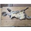 Image 3 : Animal pelt- 48"L
