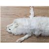 Image 2 : White fox pelt- 36"L