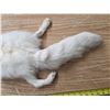 Image 3 : White fox pelt- 36"L