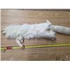 Image 4 : White fox pelt- 36"L