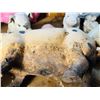 Image 6 : Home & Garden Pig Decor