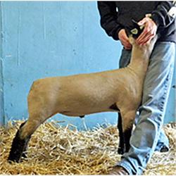 Franz Farms, Todd, M.K., Ryan & Tayler Rae Franz, Bingham Lake, Minnesota * 507-678-2347/507-920-860
