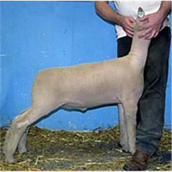 Franz Farms, Todd, M.K., Ryan & Tayler Rae Franz, Bingham Lake, Minnesota * 507-678-2347/507-920-860
