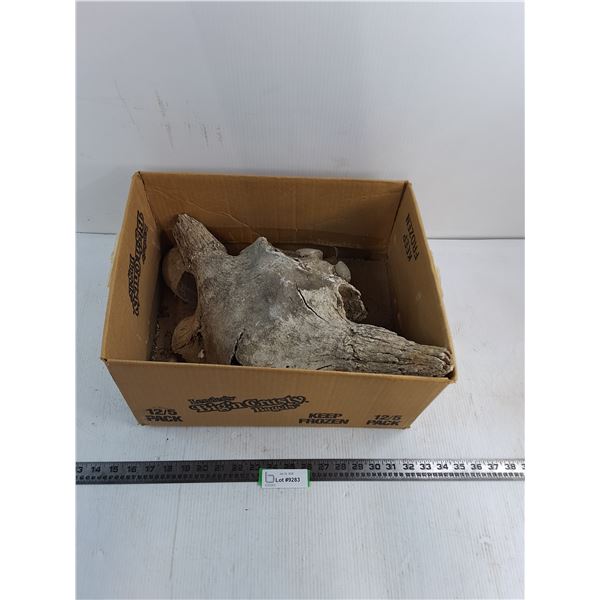 Partial Weathered Bull Skull - As is - Pickup Only