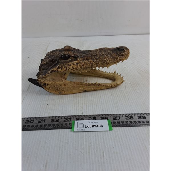 Preserved Alligator Head