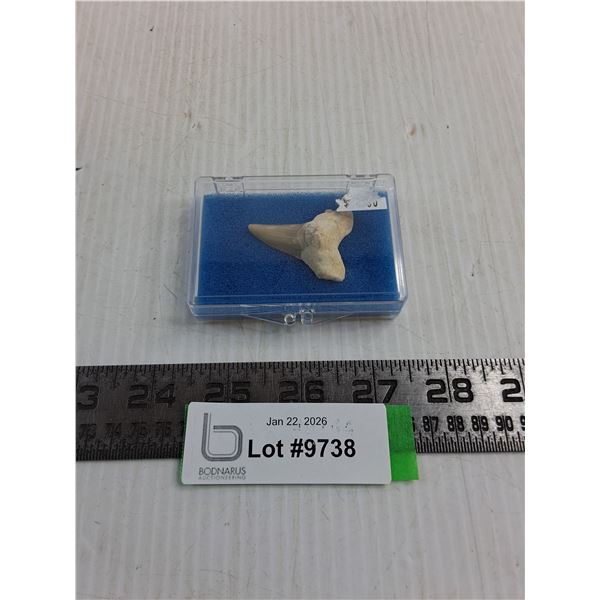 Shark Tooth Fossil In Case