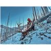 Image 1 : WWF 2026 Commissioner's Tag Auction