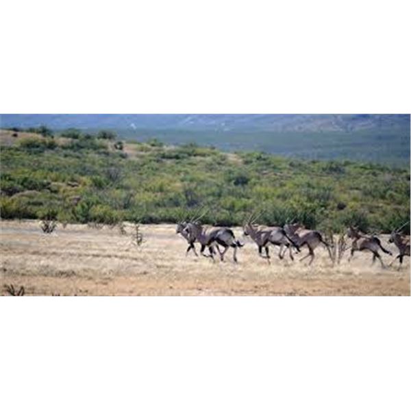 New Mexico Oryx Hunt