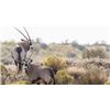 Image 2 : New Mexico Oryx Hunt