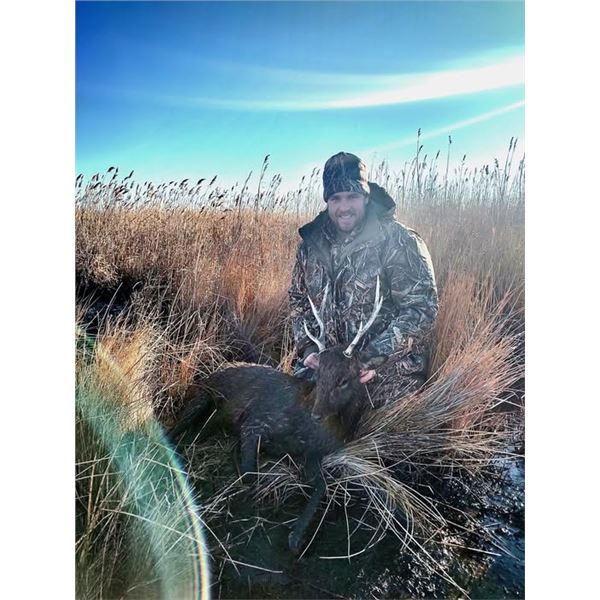 MARYLAND- 3 DAY SIKA DEER HUNT