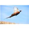Image 2 : NEW MEXICO  ½ DAY PHEASANT HUNT