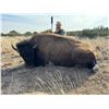 Image 1 : TEXAS- COW BISON HUNT