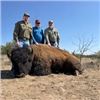 Image 2 : TEXAS- COW BISON HUNT