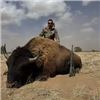 Image 3 : TEXAS- COW BISON HUNT
