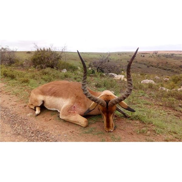 SOUTH AFRICA- 5 DAY PLAINS GAME HUNTING