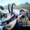 Image 3 : NEW ZEALAND  10 DAY RED STAG, BULL TAHR, ALPINE CHAMOIS HUNT FOR 1 – 4 HUNTERS